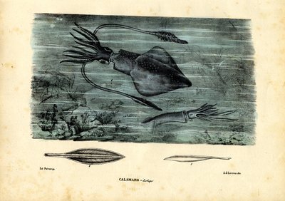 Cephalopods by Raimundo Petraroja